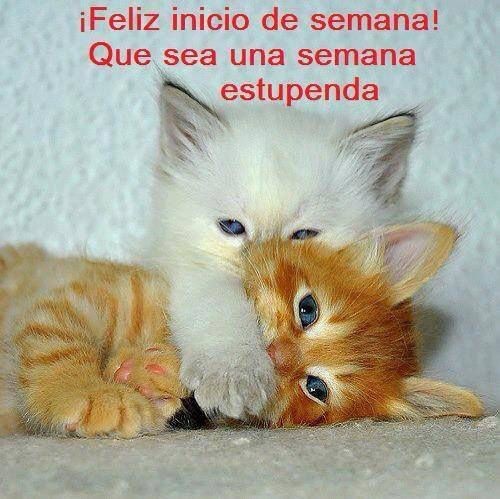 gatosviados's tweet photo. https://t.co/0h003QvOfV