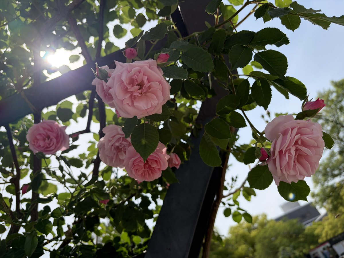 lilacmallow's tweet photo. 薔薇を塗ろう！ https://t.co/x3A2ST8z1C