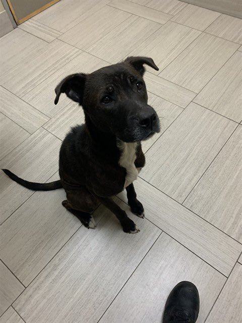SamfromSpain♥️🐕🦮🐈‍⬛🐈 tweet media