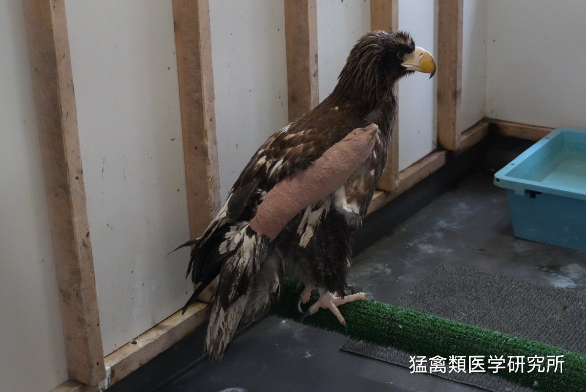 猛禽類医学研究所　齊藤慶輔 tweet media