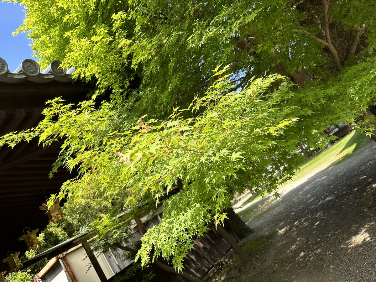 あらんあすた🍨🥔☕️ｱｽﾀﾗﾋﾞｽﾀ tweet media