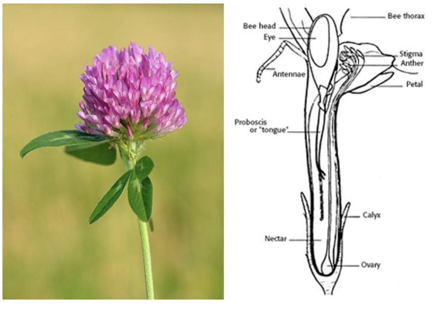 Pollinators tweet media