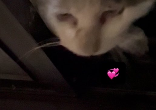 🤍💓しろかぷる🎀siroka🐇ネイリスト💓🪽🤍 tweet media