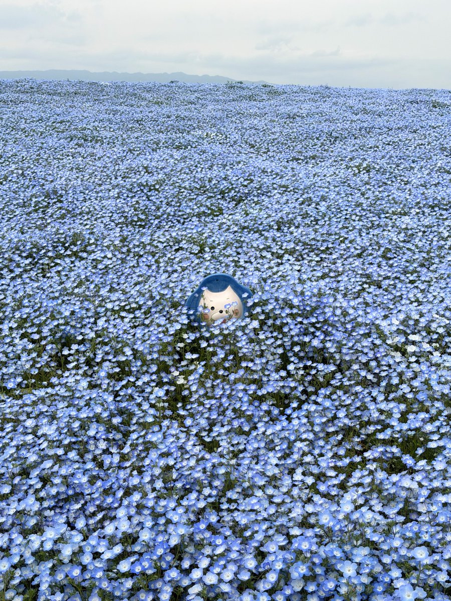 kanako_fjsk's tweet image. まいしまシーサイドパークのネモフィラ祭り行ってきたよ〜
ネモフィラ毎年見に行くくらい大好き！
ネモにゃんも見つけた
#まいしまシーサイドパーク #ネモフィラ #いいね返し