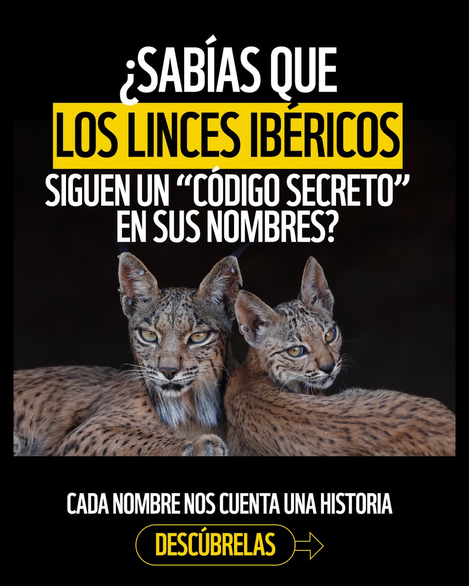 WWFespana's tweet photo. ¿Sabías que los #linces ibéricos tienen un “código” en sus nombres? 🐾

No es casualidad: cada uno indica su año de nacimiento y ayuda a seguir su historia

Abrimos hilo 🧵👇 https://t.co/DauPBHeBjB