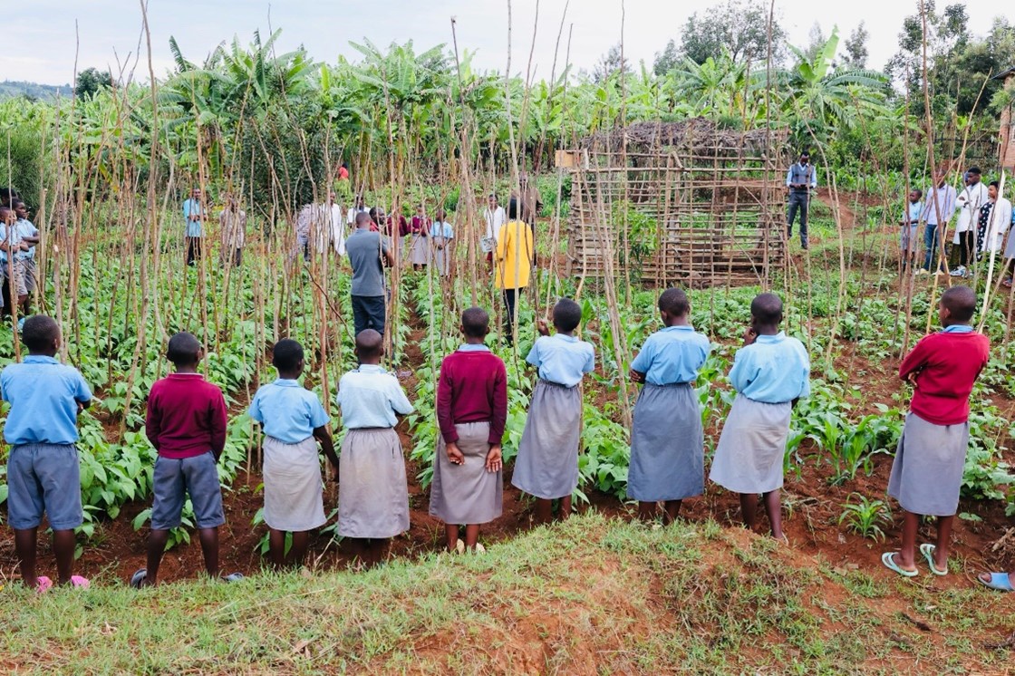_PABRA's tweet photo. The impact in Rwandan schools thru #SustainableSchoolFeedingInitiative by @BiovIntCIAT_eng is top-notch. 

High iron beans🫘 are reducing nutrition malnutrition, with visible changes in children. Demo plots are now learning hubs for skills, seed multiplication &amp; varieties access. https://t.co/WRTwnmFPXK