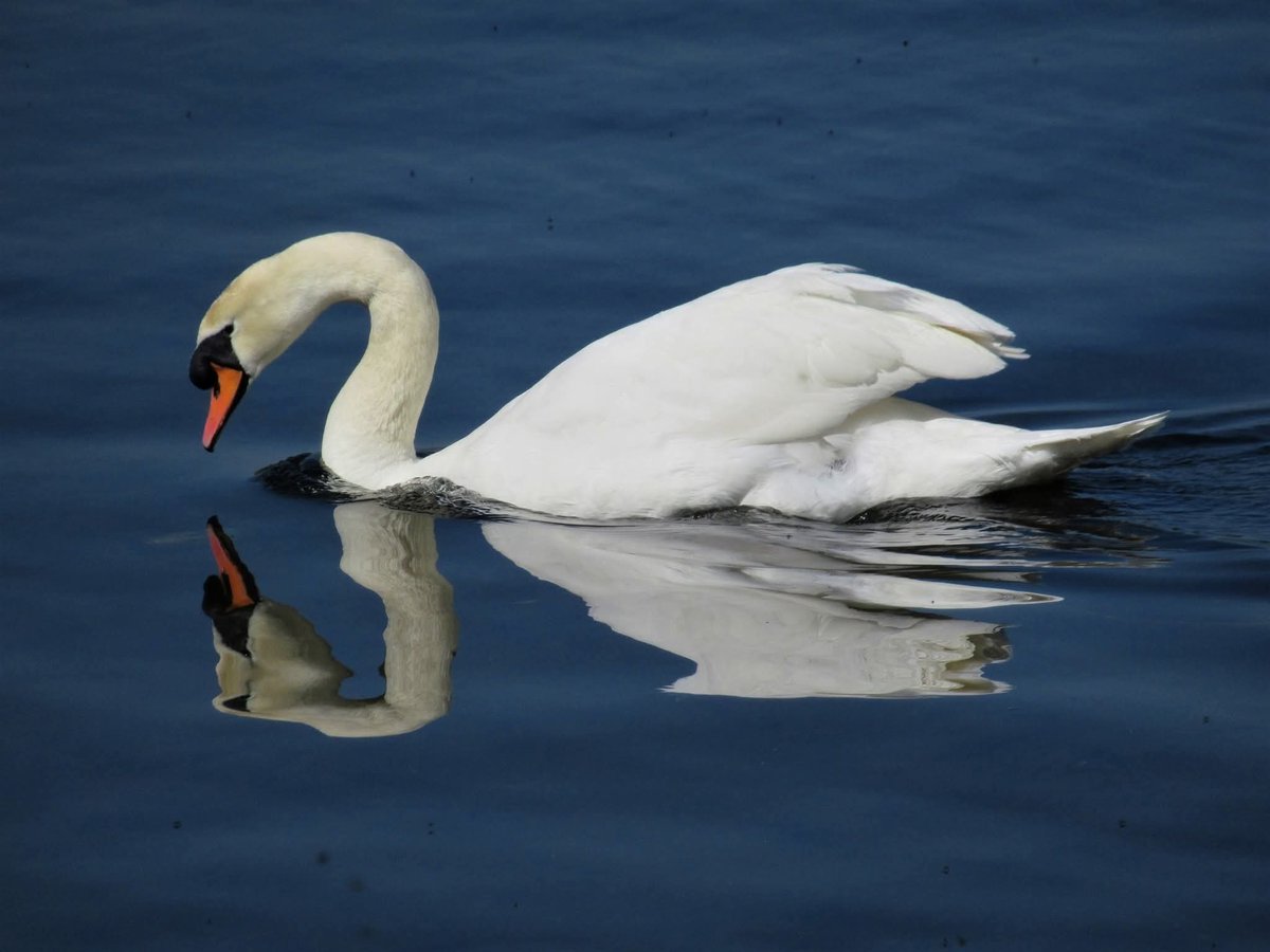 One from my very-early days of Nature observation in London: a pretty good image from a camera that cost, £69. :)