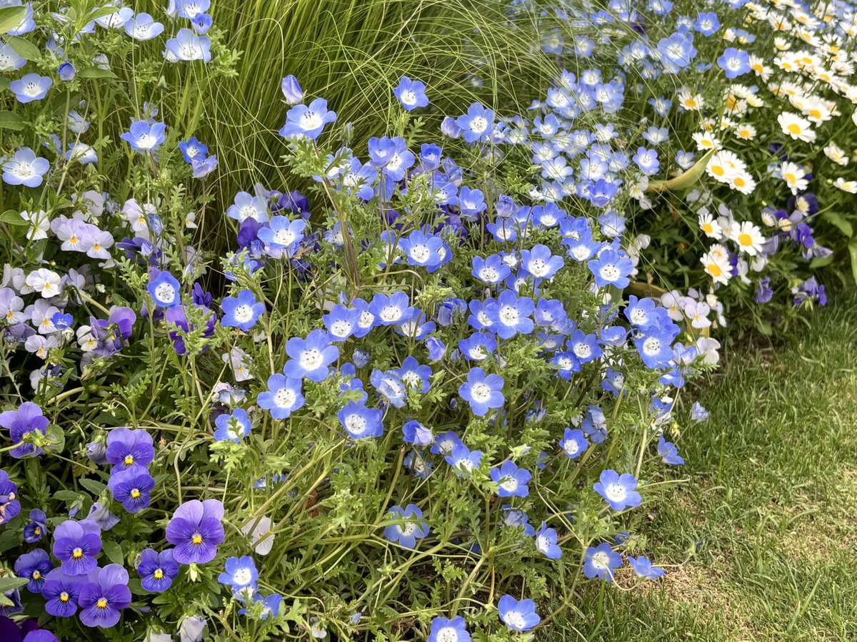 umi96831's tweet photo. お花綺麗でした https://t.co/nnJqgp9dTu