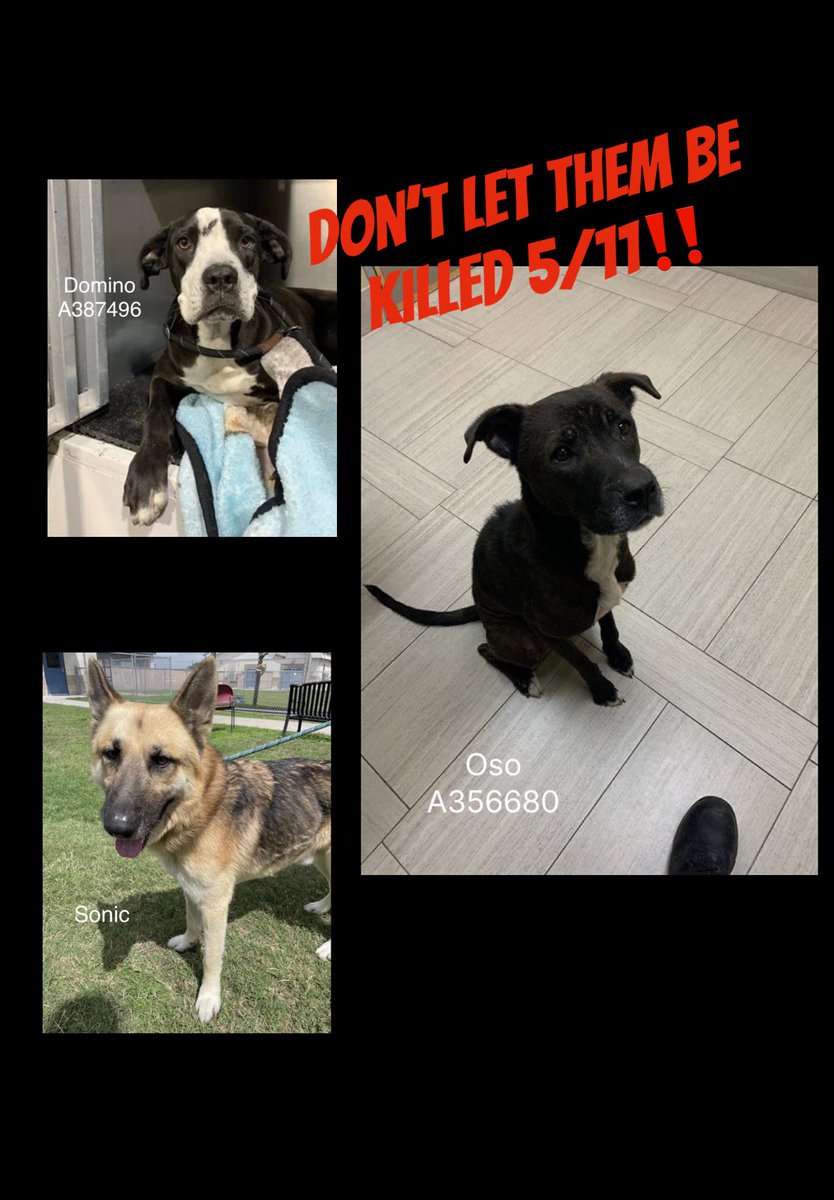 SamfromSpain♥️🐕🦮🐈‍⬛🐈 tweet media