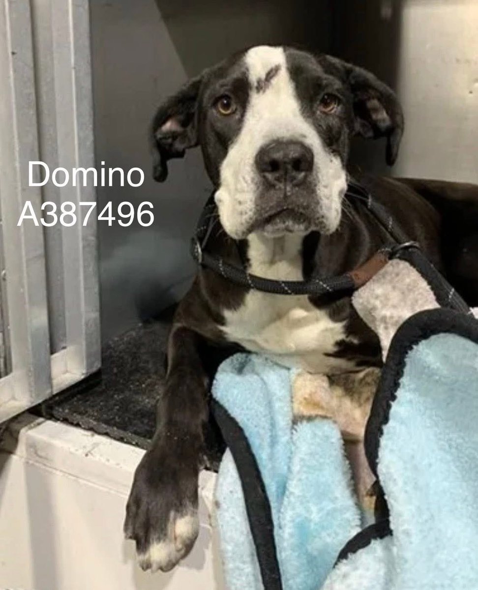 SamfromSpain♥️🐕🦮🐈‍⬛🐈 tweet media
