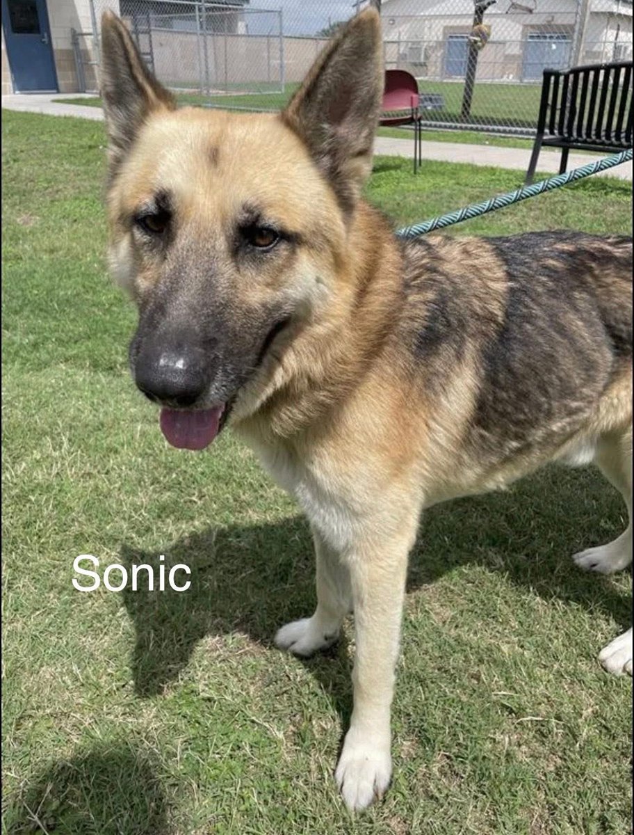 SamfromSpain♥️🐕🦮🐈‍⬛🐈 tweet media