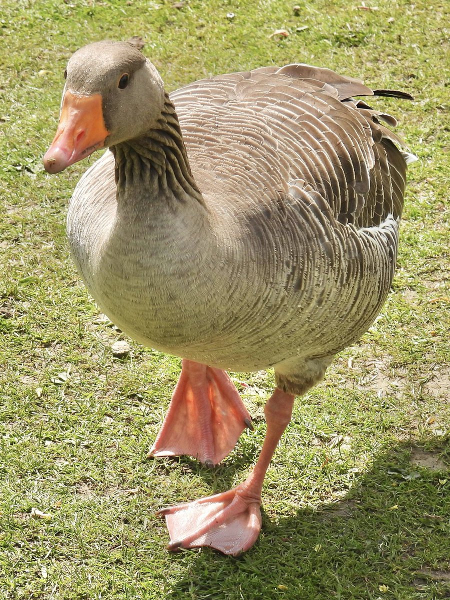 Palumbus_Pics's tweet image. Greylag goose coming over to say hi #greylaggoose #birds #naturephotography