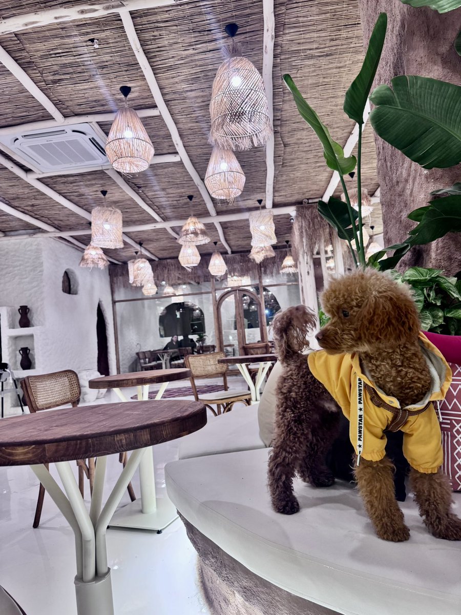 altun3345's tweet photo. Demek ki yarın öbürgün kedimiz köpeğimizle foto koyup altına canım kızım falan yazarsak biz de soruşturma geçirebiliriz:) Tertemiz bi delirme hali. #kaansekman #bosc https://t.co/7YQHFiIaYf