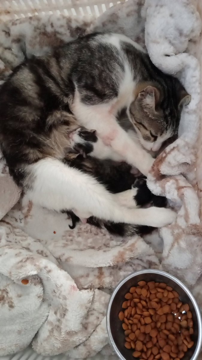 zuzusoull's tweet photo. sokakta beslediğim hamile kedi eve girip kıyafet dolabında doğum yapmı��
şu an evin sahibi gibi takılıyorlar https://t.co/oVyWezQxg6