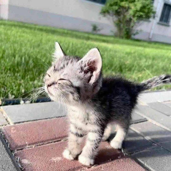 Cats all the way tweet media
