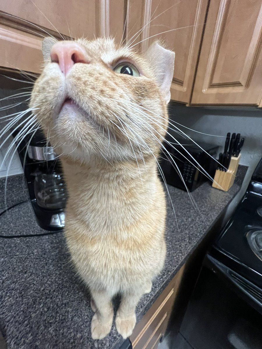 goofiestgoobie's tweet photo. sniff test in 1… 2… 3… https://t.co/l9SBKT8Yy7