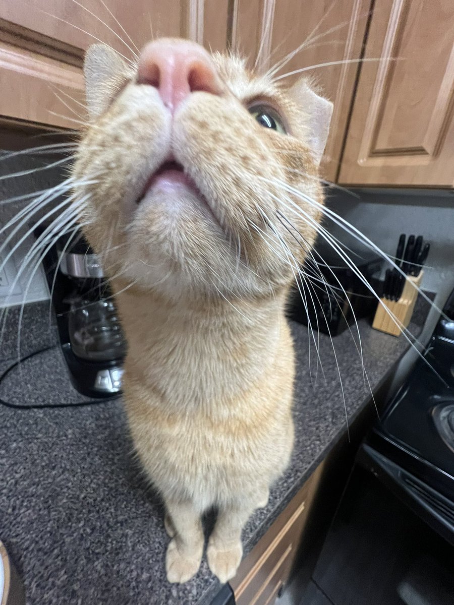 goofiestgoobie's tweet photo. sniff test in 1… 2… 3… https://t.co/l9SBKT8Yy7