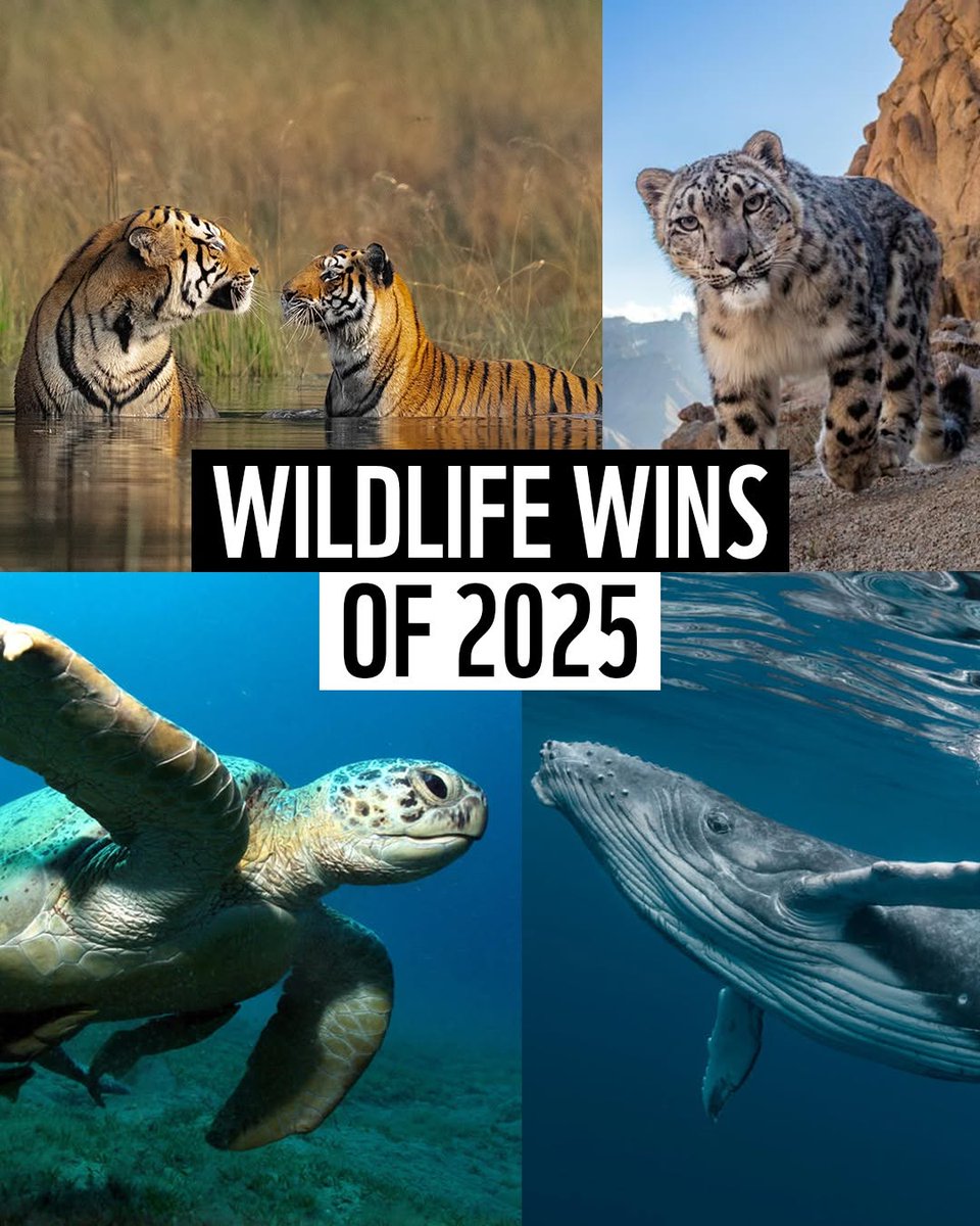 WWF UK tweet media