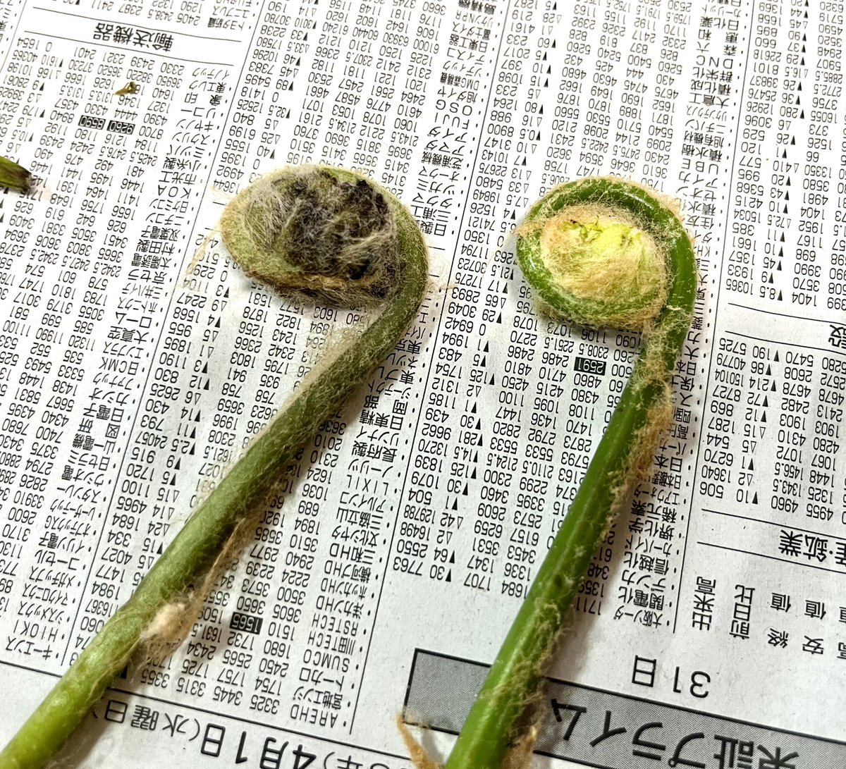 aksイクラ和え tweet media