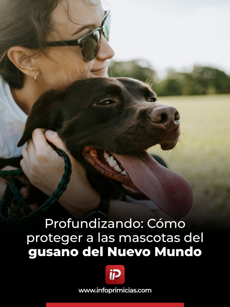 infoprimiciasec's tweet image. Gusano del Nuevo Mundo: puede infestar heridas y dañar tejido. No hay casos locales en EE. UU. desde 2016, pero avanza al norte. Revisa heridas y consulta al veterinario. #SaludAnimal #Mascotas Revise los detalles 👉 facebook.com/12212194969523…