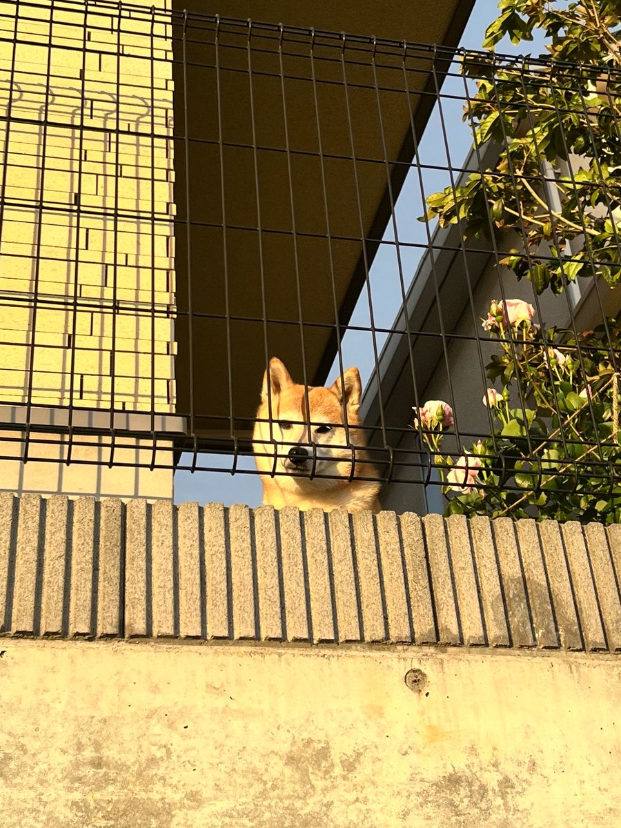 柴犬おとちゃん🐕6歳 tweet media