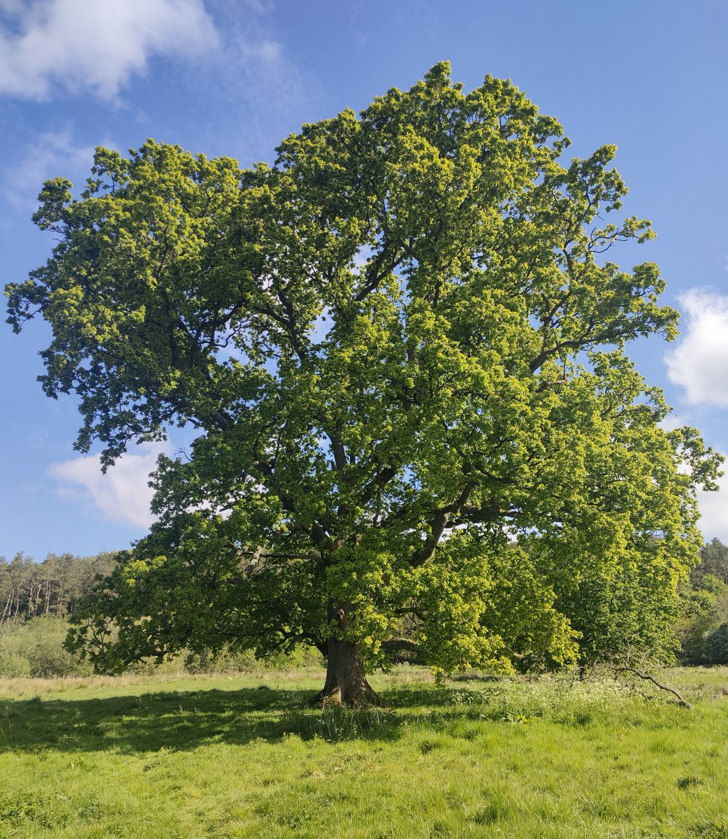 Ireland's Trees & Mythology tweet media