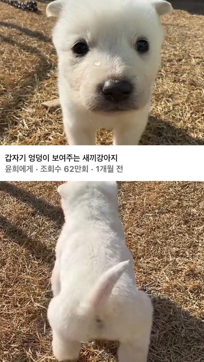 개롱 tweet media