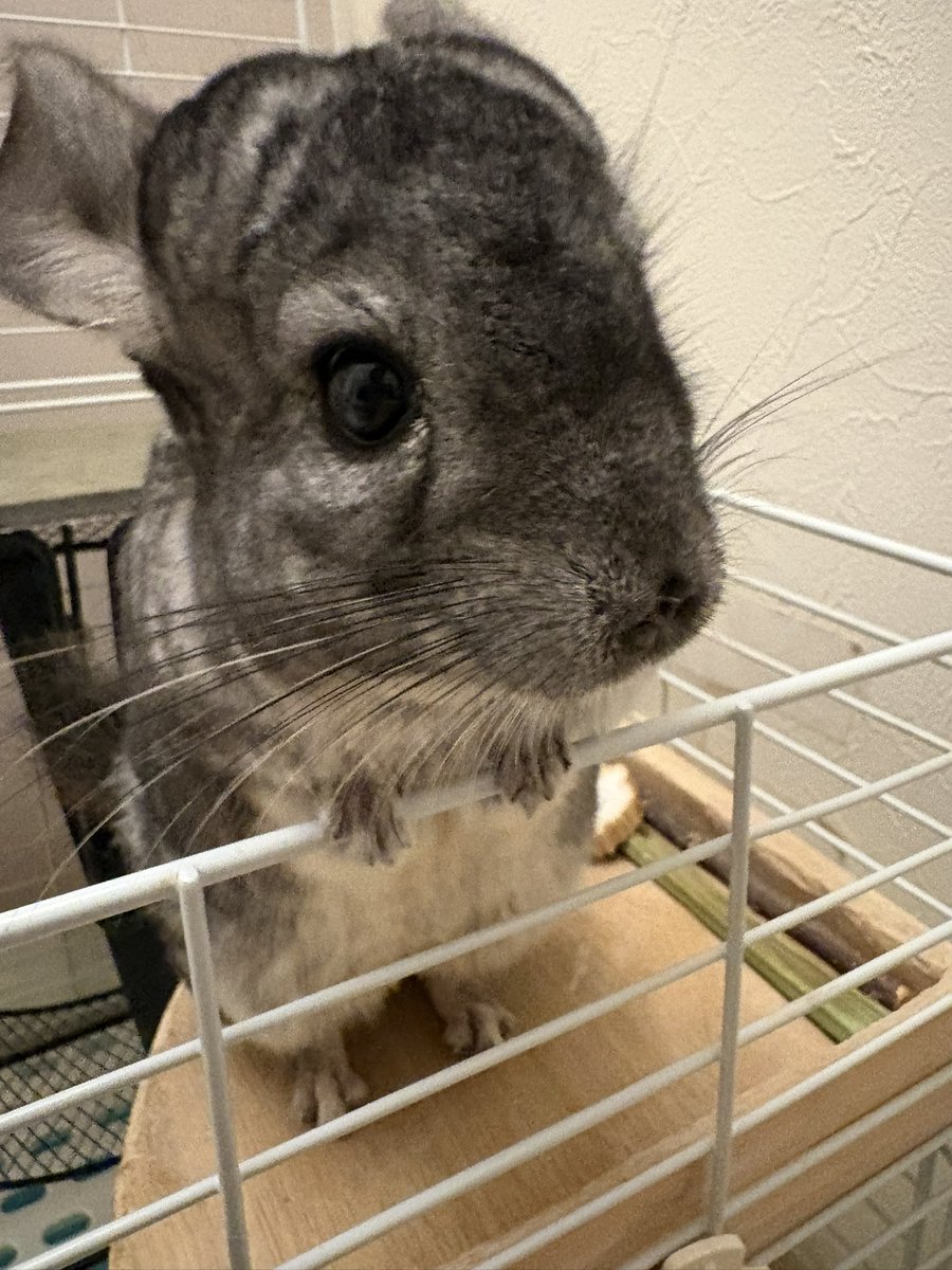 らくしゅん(🐹) tweet media