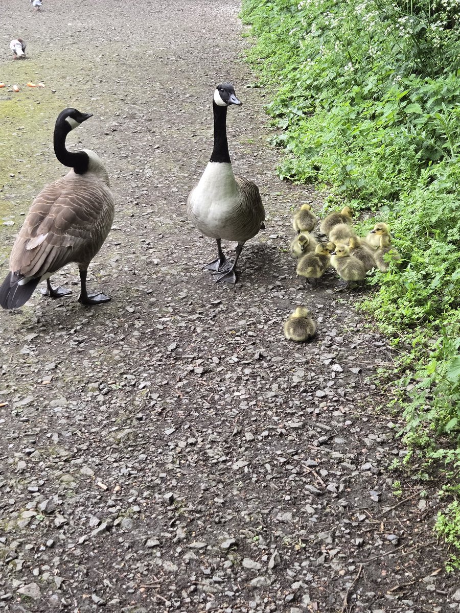 brfcmidget's tweet photo. Cuteness at #TitfordPools this morming https://t.co/M5rVkxFdk2