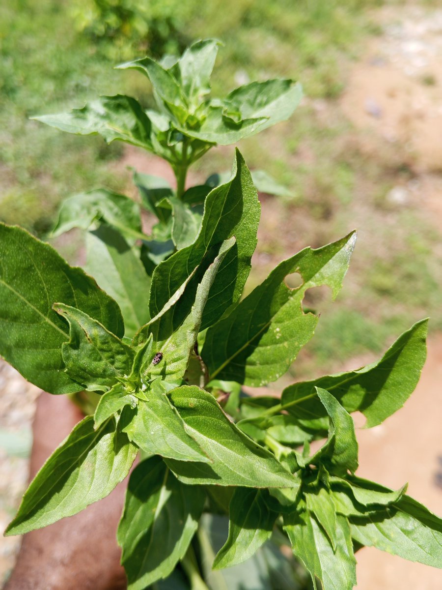 Chukwunonso (Farmer) tweet media