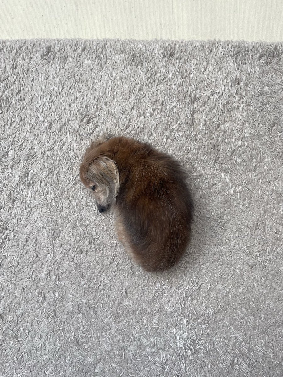 sweet_puppy0413's tweet photo. 何このかわいい生き物😭 https://t.co/DOl5O1EP6y