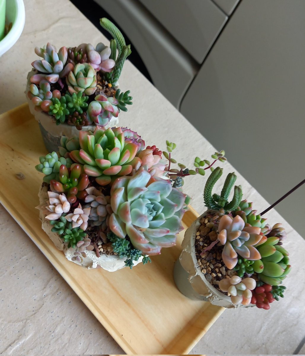 savnorth's tweet photo. 多肉植物ってこんなにカラフルなのね
我が家にお迎えしました。プリティ🎵

上野で超危険生物の数々を堪能し、今夜は東十条のソウルフード「からし焼き」をリスペクトして再現。辛ウマなのです😄

#多肉植物 #超危険生物展 #からし焼き https://t.co/54cyxSt5uv