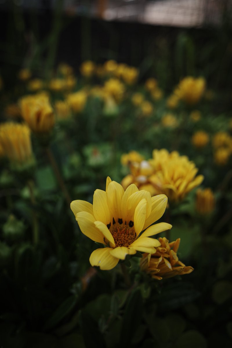 路傍の花