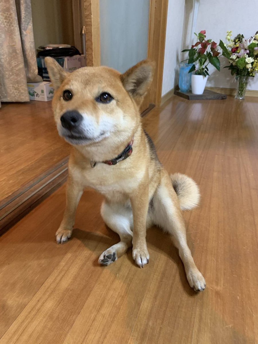 学生愛護団体ワンニャン🐾ピースマイル tweet media