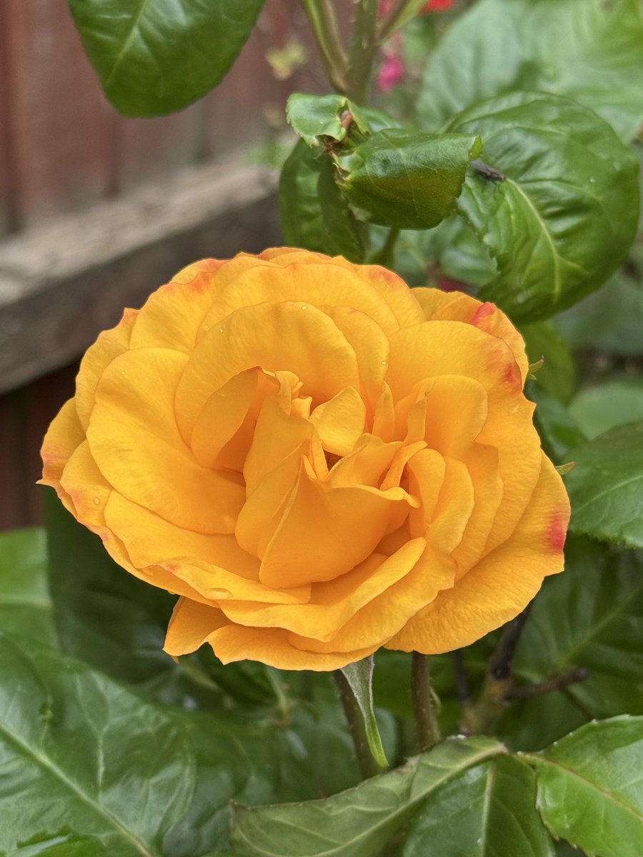 Rajayshworld's tweet photo. Good morning. Feels great ๐๐ผ to come back home ๐ก from a holiday to these lovely colours in the garden ๐ชด Our first rose ๐น of the year has bloomed ๐
#StormHour #ThePhotoHour #RoseMonday #Bedford #flowerphotography https://t.co/dmkMUs4sps