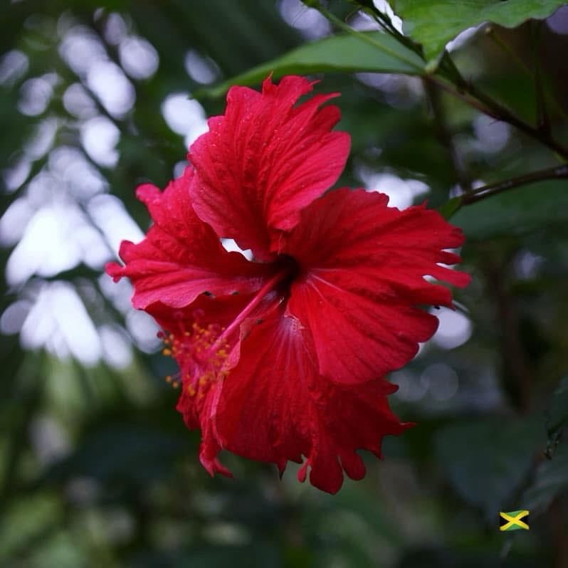 Rain forest red hibiscus of Jamaica. The prettiest things have been here. God created them, for us. ❤️🇯🇲