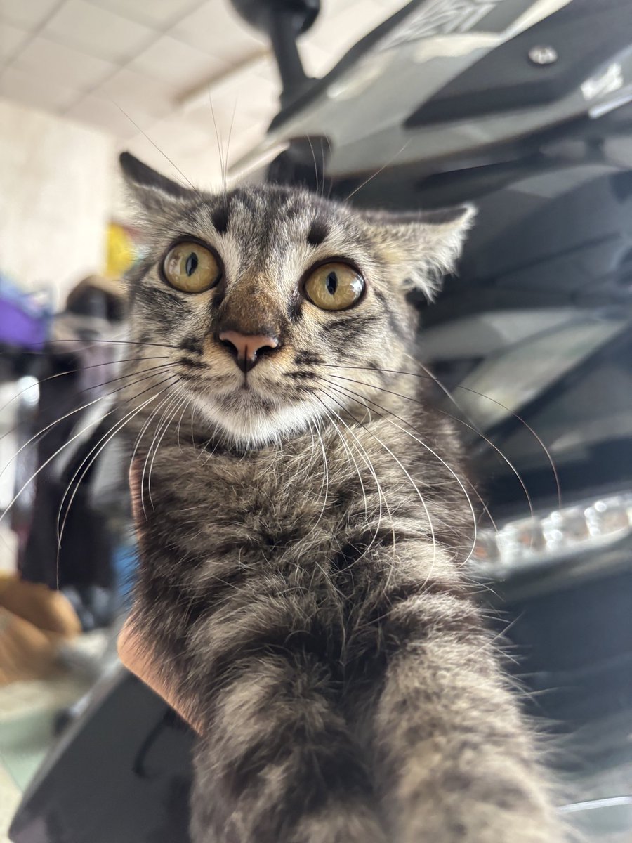 syera 🍉 tweet media