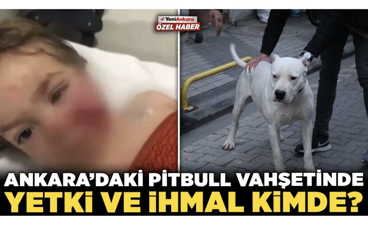 Av_MeltemZorba's tweet photo. Tehlike arz eden ırk köpeklerle ilgili mevzuat sürekli soruluyor. Çünkü idareler vatandaşa mevzuata uygun dönüş yapmıyorlar. Çok defa anlattık ama tekrar açıklıyorum.

📌Sahipsiz tehlikeli ırk; yakalanıp  hayvan bakımevine götürülerek ötanazisi yapılmak zorundadır.
📌Sahipli tehlikeli ırk; 9 Ocak 2022’den önce kısırlaştırılarak çiple sahiplenilmiş olanlar (bunu yapmayanın köpeğine el konulur)
-kayıt belgesiz
-ağızlıksız ve tasmasız dolaştırılamaz.
-halkın yoğun olduğu yerler, çocuk oyun alanı ve parka sokulamaz.
📌Bu hükümlere aykırı hareket edenlere 95.590 TL idari para cezası uygulanır, 
Aykırılığın tekrarı hakinde hayvana el konulup bakımevine götürülerek ötanazisi yapılır.
📌Bu ırklar özel bakımevi veya yaşam alanına sahiplendirilemez.

Mevzuat açık ve nettir. Buna uymayan idare yetkililerinin TCK m. 257’ye göre görevi kötüye kullanma suçundan yargılanması gerekir. Ayrıca yaralama veya ölüm meydana gelmişse bu suça taksirle sebebiyet de yargılama konusu olabilir.

Bu mesajı şikayetinizle birlikte şehrinizin valiliği, dkmp müdürlüğü ve belediyesine iletin. Ağızlık ve tasmada olmayan tehlikeli ırk gördüğünüzde anında polisi aramanız halinde polisin müdahalesi zorunludur.
İnsan hayatı hiç kimsenin bireysel duygu bağımlılığına veya idareci takdirine BIRAKILAMAZ.

@AnkaraValiligi 
@TC_istanbul 
@AntalyaValilik 
@izmirvaliligi