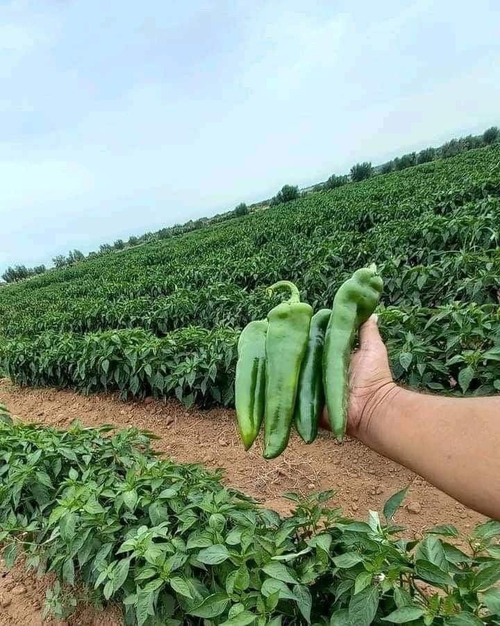 AGRONOMME 🇷🇼 tweet media
