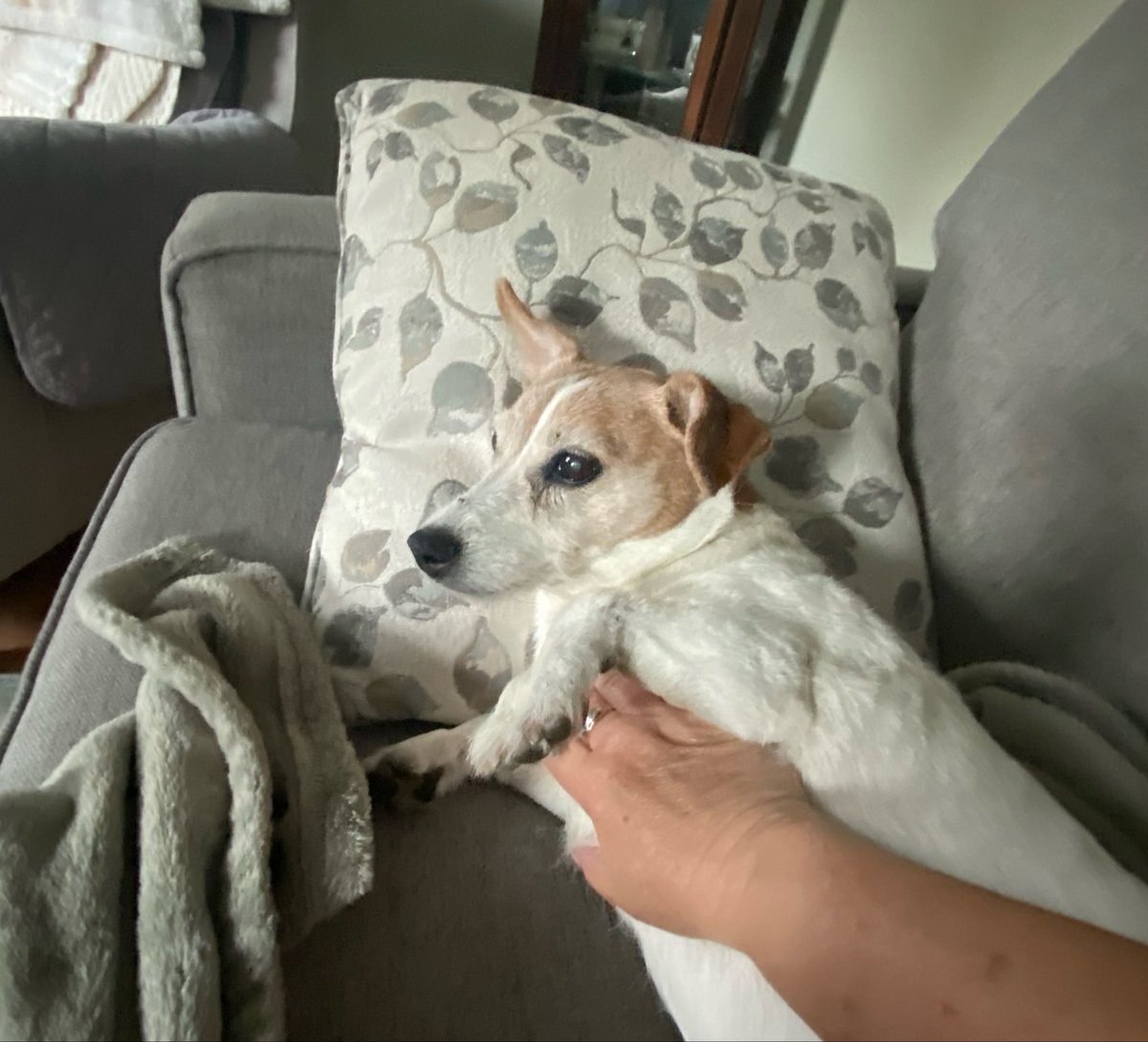 DaisyMaeJack's tweet image. I’m back frens! Mums got a lot of belly rubs to make up for and we’ve got a lot of catching up. Had a great vacation but all are glad to be home. What u been up to? 🐾♥️ #homesweethome #monday #dogsofX