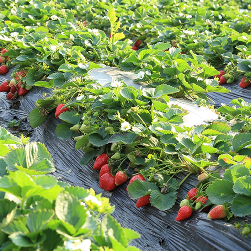 omexag's tweet photo. Planting fruits and vegetables this season? Talk to your local #AgRetailer or DM your #OmexRep about dedicated programs for each crop #CropSolutions #uPtaKeIC #CalMaxComplete #K50 #SuperB #PKBulk https://t.co/eGJvKFY0nJ