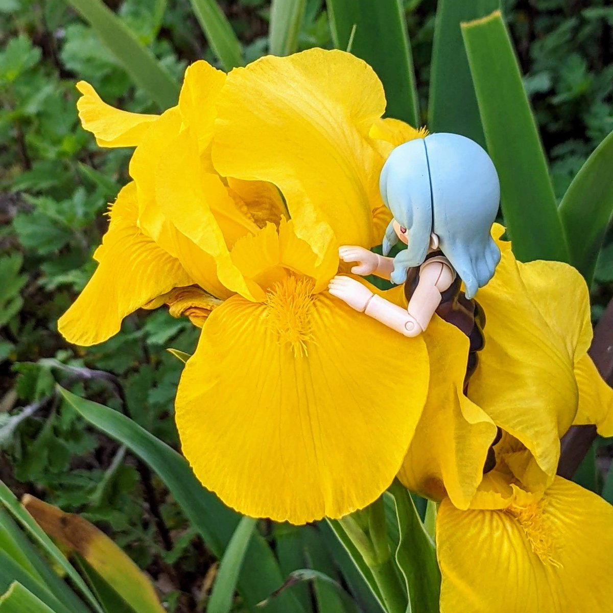 chitake_udonEX's tweet photo. #みどりの日記念ウチのコ園芸祭り 
最近撮影できてないので再掲で申し訳ないですが、どうやら私は大きい花が咲いてると花に乗せようとするようです https://t.co/UQblQ1CLcN