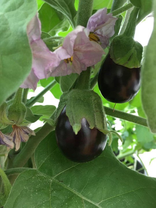 omexag's tweet photo. Planting fruits and vegetables this season? Talk to your local #AgRetailer or DM your #OmexRep about dedicated programs for each crop #CropSolutions #uPtaKeIC #CalMaxComplete #K50 #SuperB #PKBulk https://t.co/eGJvKFY0nJ