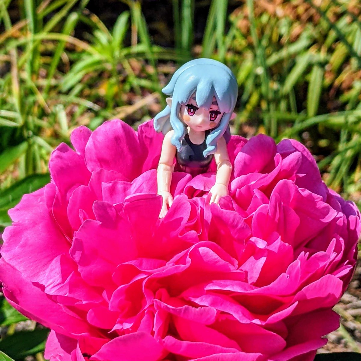 chitake_udonEX's tweet photo. #みどりの日記念ウチのコ園芸祭り 
最近撮影できてないので再掲で申し訳ないですが、どうやら私は大きい花が咲いてると花に乗せようとするようです https://t.co/UQblQ1CLcN