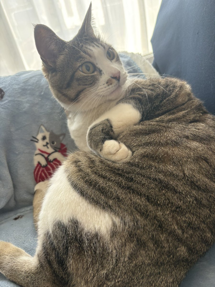 【猫が居る生活】 ネコのいる暮らしっていい。】 #暮らし #ねこのいる生活 #一人暮らし