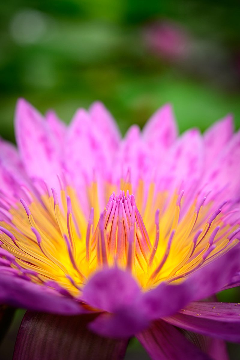 #世界中を花で埋め尽くしちまえ