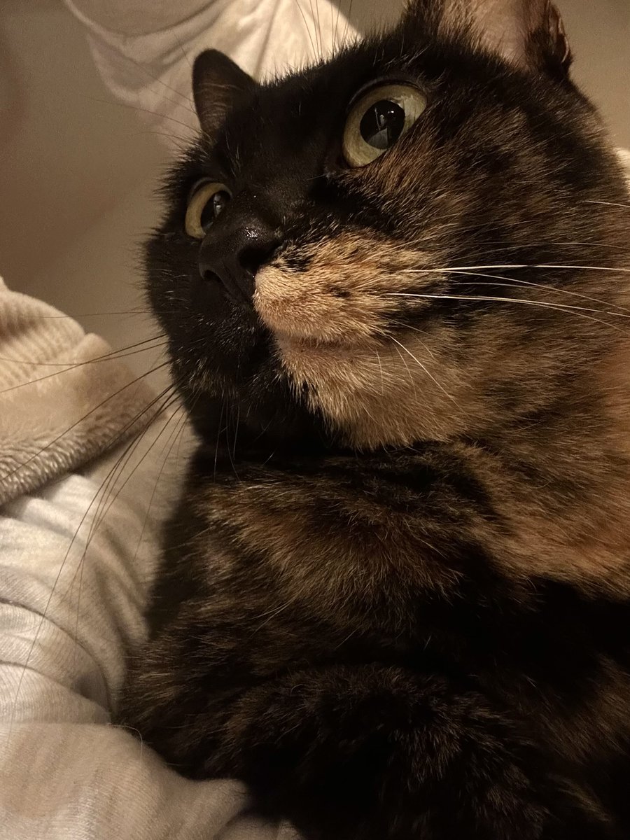 ごんねこ tweet media