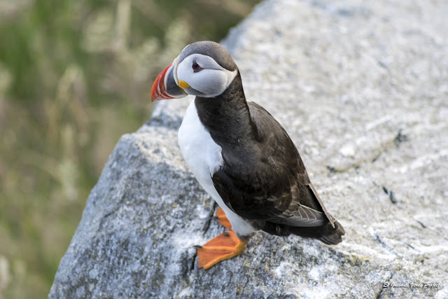 ElGuisanteVerde's tweet photo. Es curioso que los frailecillos, que parecen pequeños pingüinos regordetes vuelen tan rápido, planeen y aterricen con bastante precisión. Estamos en #Runde, #Noruega, la isla de los pájaros https://t.co/kfUR5Yxs3I https://t.co/oVMRMKTxtx