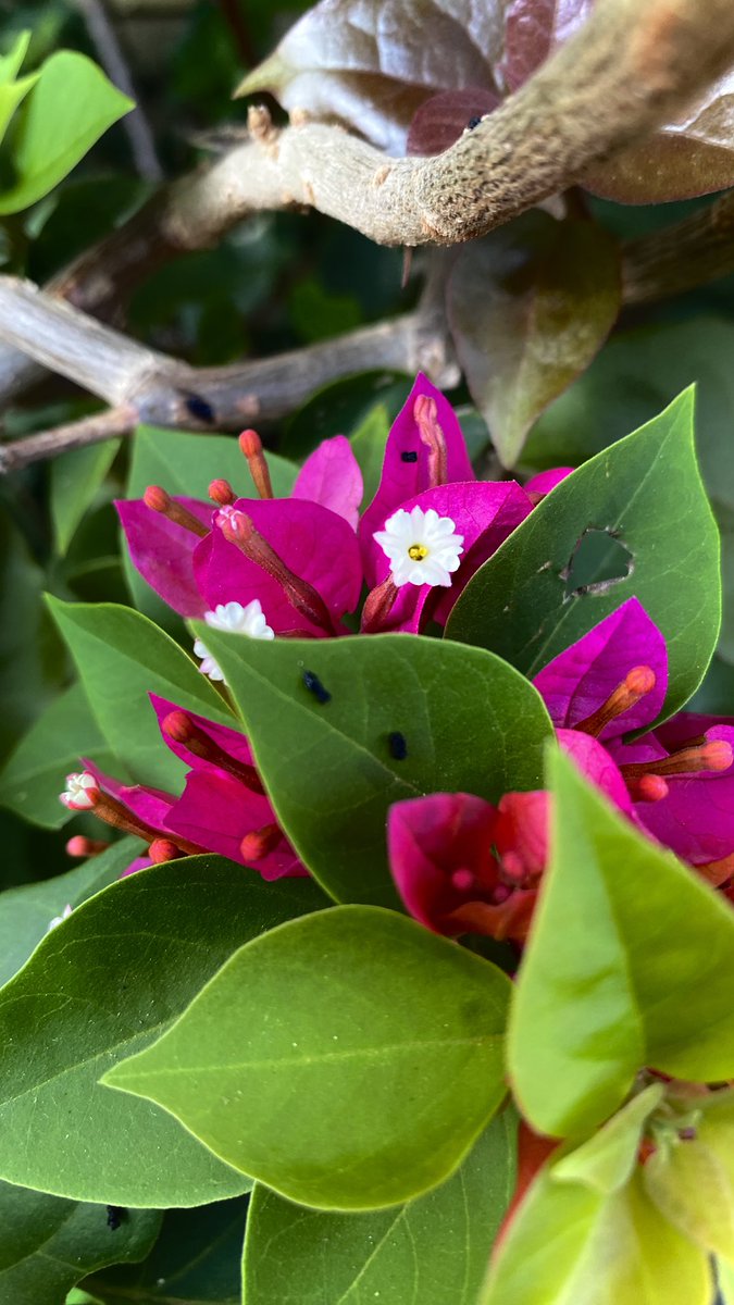 Morazart's tweet image. Vibrante verde, contrastado con la belleza de esta flor.

#flor #naturaleza #fotografia