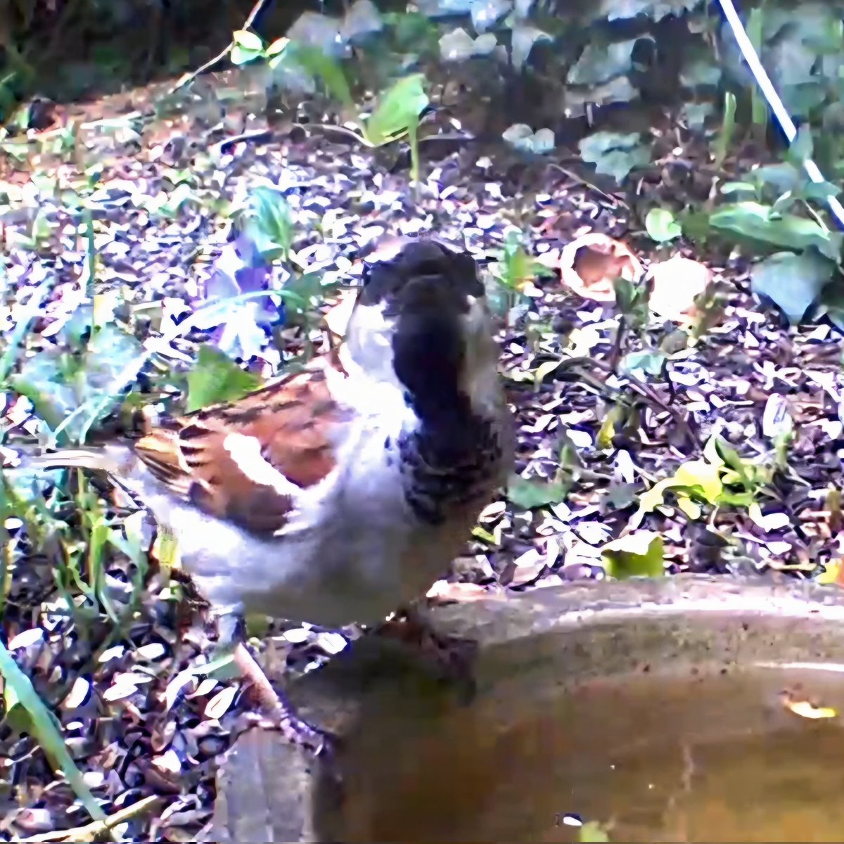 blueRacerOL's tweet photo. Schon mal einen Spatz mit so einem tief schwarzen Strich gesehen? 🥰
#TiereImGarten #Spatz #Sperling https://t.co/Lklw0ERJTN